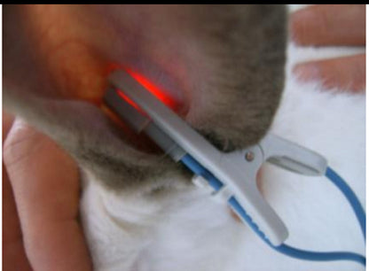 2.8” Handheld Veterinary Pulse Oximeter