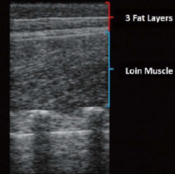 BestScan® S5 Ultrasound Machine - Back Fat for Swine / Ovine