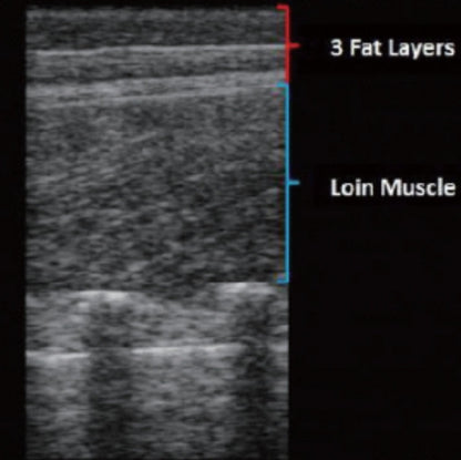 BestScan® S5 Ultrasound Machine - Back Fat for Swine / Ovine